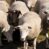 10 sjove fakta om får